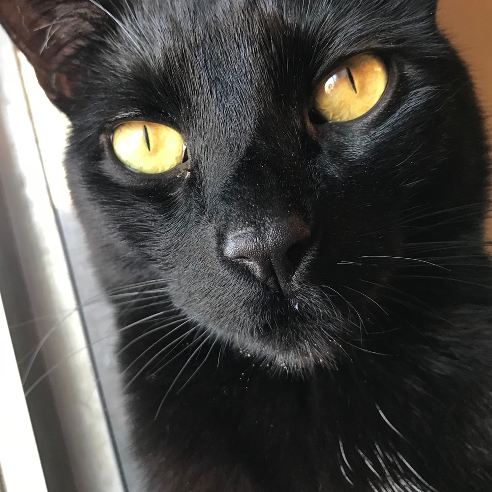 Meet your Posher, Elvia